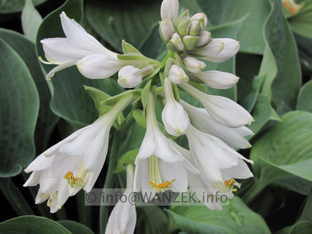 Hosta Hybride Perry's True Blue 02.JPG
